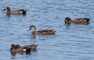 White-cheeked Pintail & Blue-winged Teal