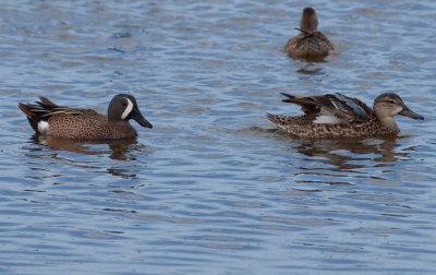 Blue-winged Teal