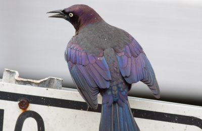 Common (Florida) Grackle