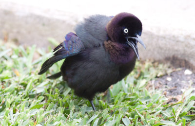 Common (Florida) Grackle