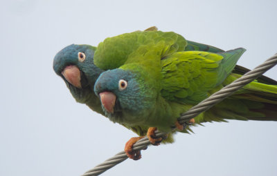 Blue-crowned Parakeet