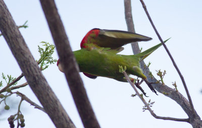 Red-masked Parakeet