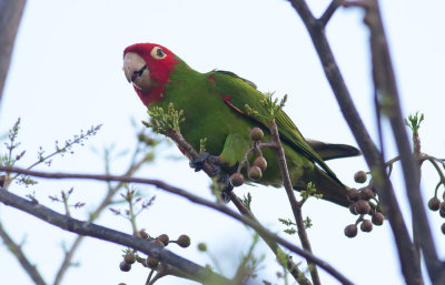 Red-masked Parakeets