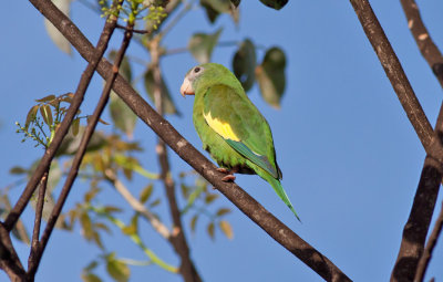 White-winged Parakeet