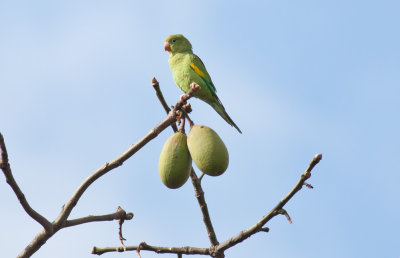 Yellow-chevroned Parakeet