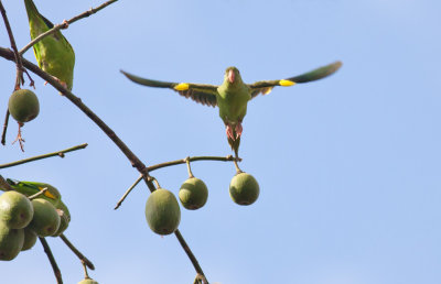 Yellow-chevroned Parakeet