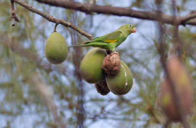 Yellow-chevroned Parakeet