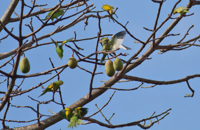 Yellow-chevroned & White-winged Parakeets