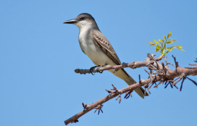 Gray Kingbird 