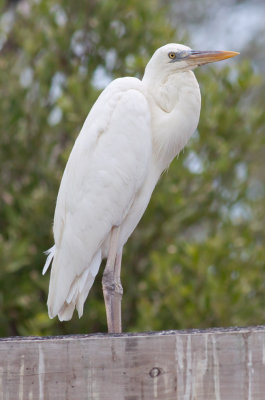 'Great White' Heron