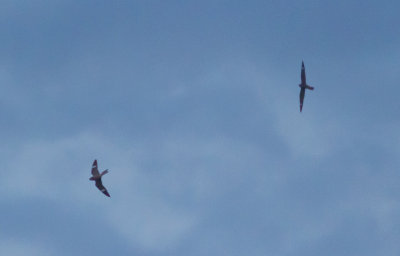 Antillean Nighthawks