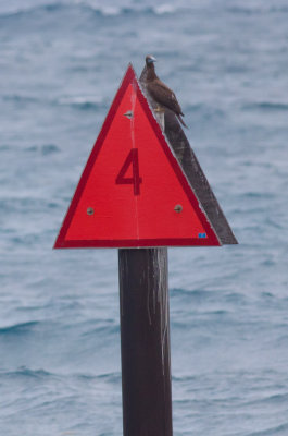 Brown Booby