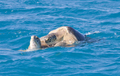 Loggerhead Sea Turtles 