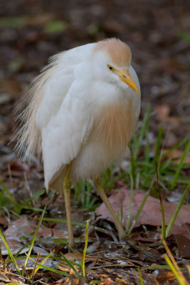 Cattle Egret