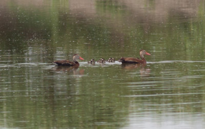 Black-bellied Whistling Ducks