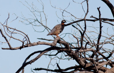 Black Francolin