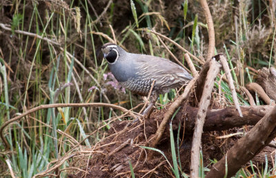 California Quail