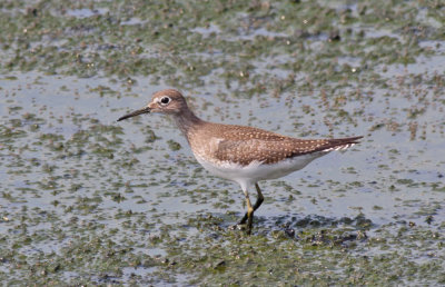 Solitary Sandpiper