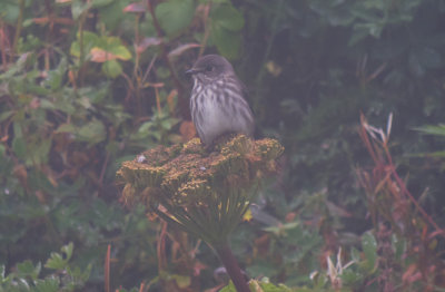 Alaska Birding; Fall 2013