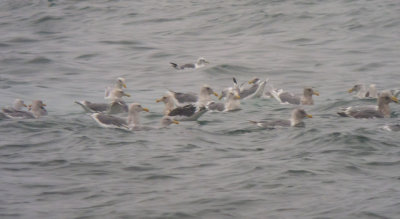 Slaty-backed Gull (amidst Glaucous-winged & Black-legged Kittiwake)