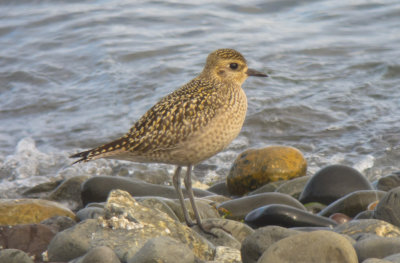 Pacific Golden-Plover