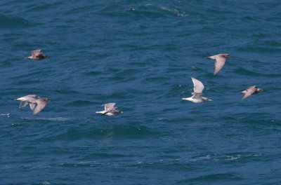 Glaucous-winged & Herring Gulls