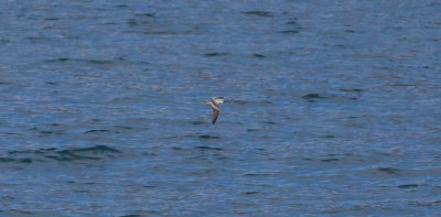 Fork-tailed Storm-Petrel