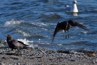 Northwestern Crows & Mew Gull