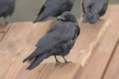 Northwestern Crows
