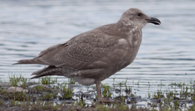 Glaucous-winged Gull