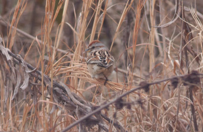 American Tree Sparrow