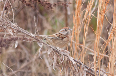 American Tree Sparrow