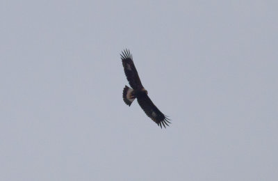 Golden Eagle