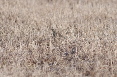 Sprague's Pipit