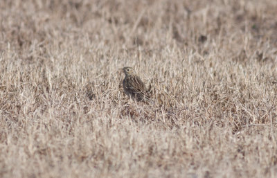 Sprague's Pipit