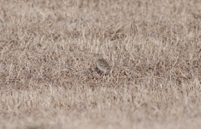 Sprague's Pipit