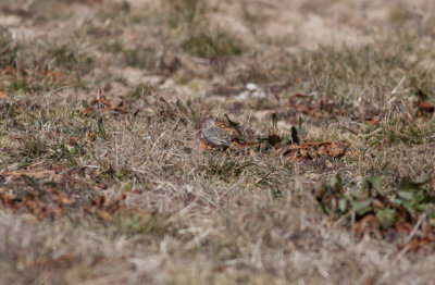 Sprague's Pipit