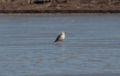 Lesser Black-backed Gull