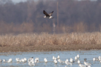 Lesser Black-backed Gull