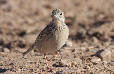 Sprague's Pipit