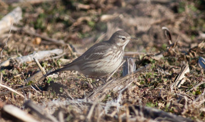 American Pipit