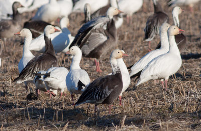 Rosss & Snow Geese