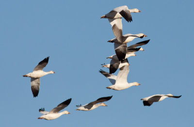 Snow & Ross's Geese