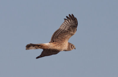 Northern Harrier