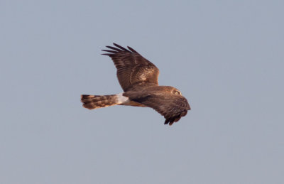 Northern Harrier