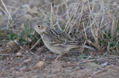 Sprague's Pipit