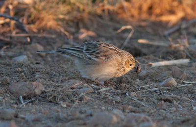 Sprague's Pipit