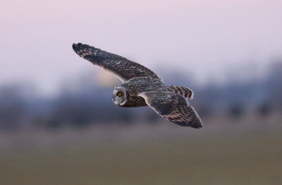 The Short-eared Owls of Buck Island Rd (Tunica Co, MS)
