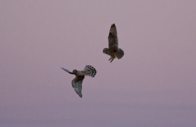 Short-eared Owl & Northern Harrier