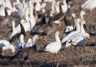 Snow & Ross's Geese (and a White-front in the background)